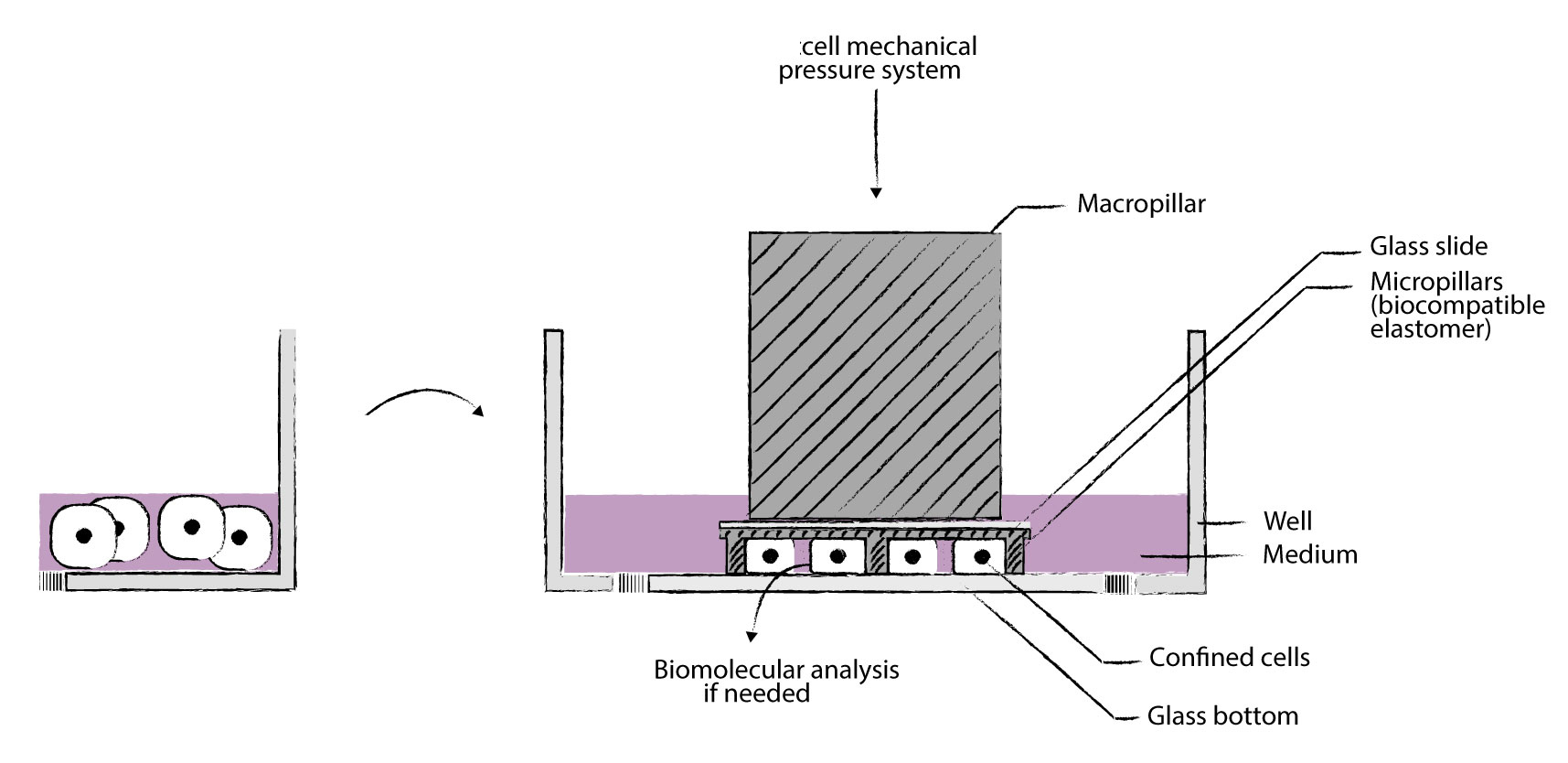 单层细胞压力加载与高分辨率实时观察分析仪