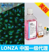 LONZA人原代肺微血管内皮细胞